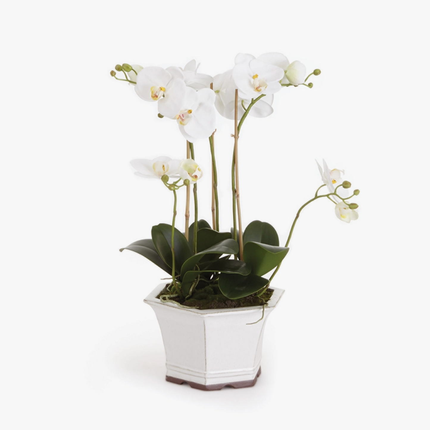 Barclay Butera Phalaenopsis in Ceramic Pot 18.5"