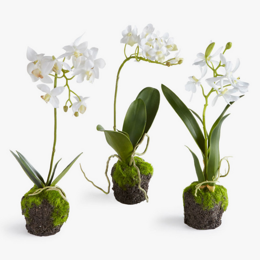 Dendrobium Orchid Drop-Ins 12", Set of 3