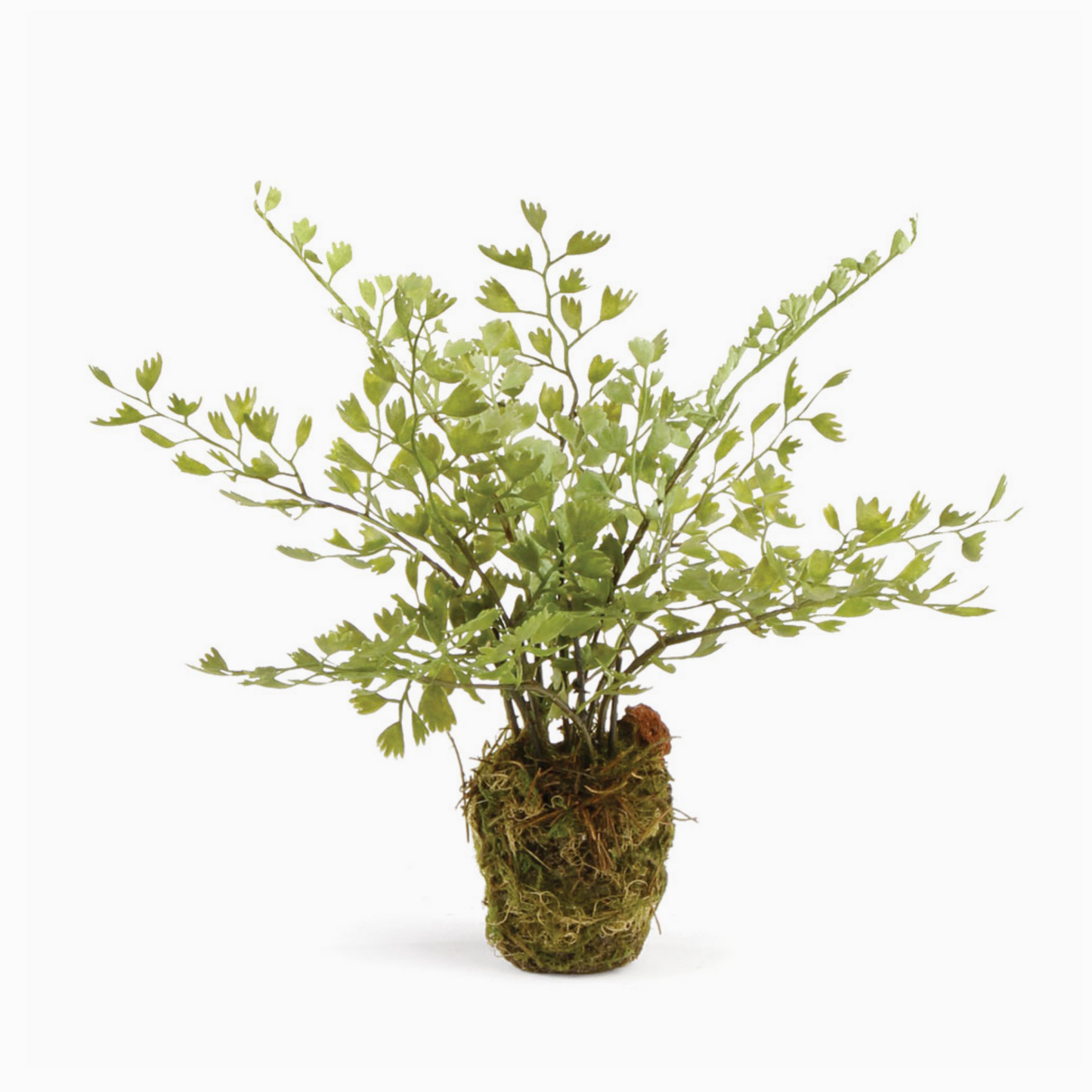 Maidenhair Plant Pot Filler - 9"