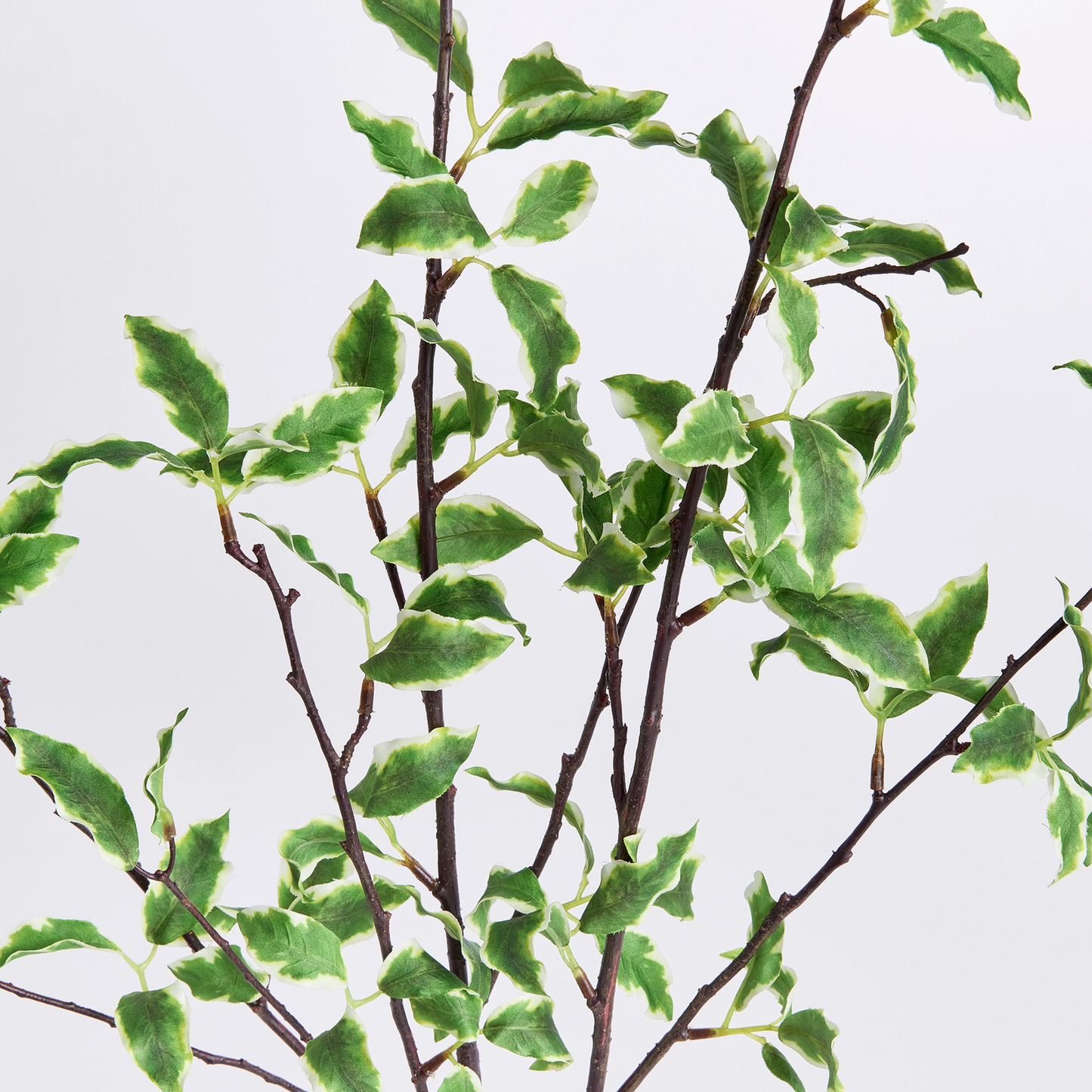 Variegated Leaf Branches