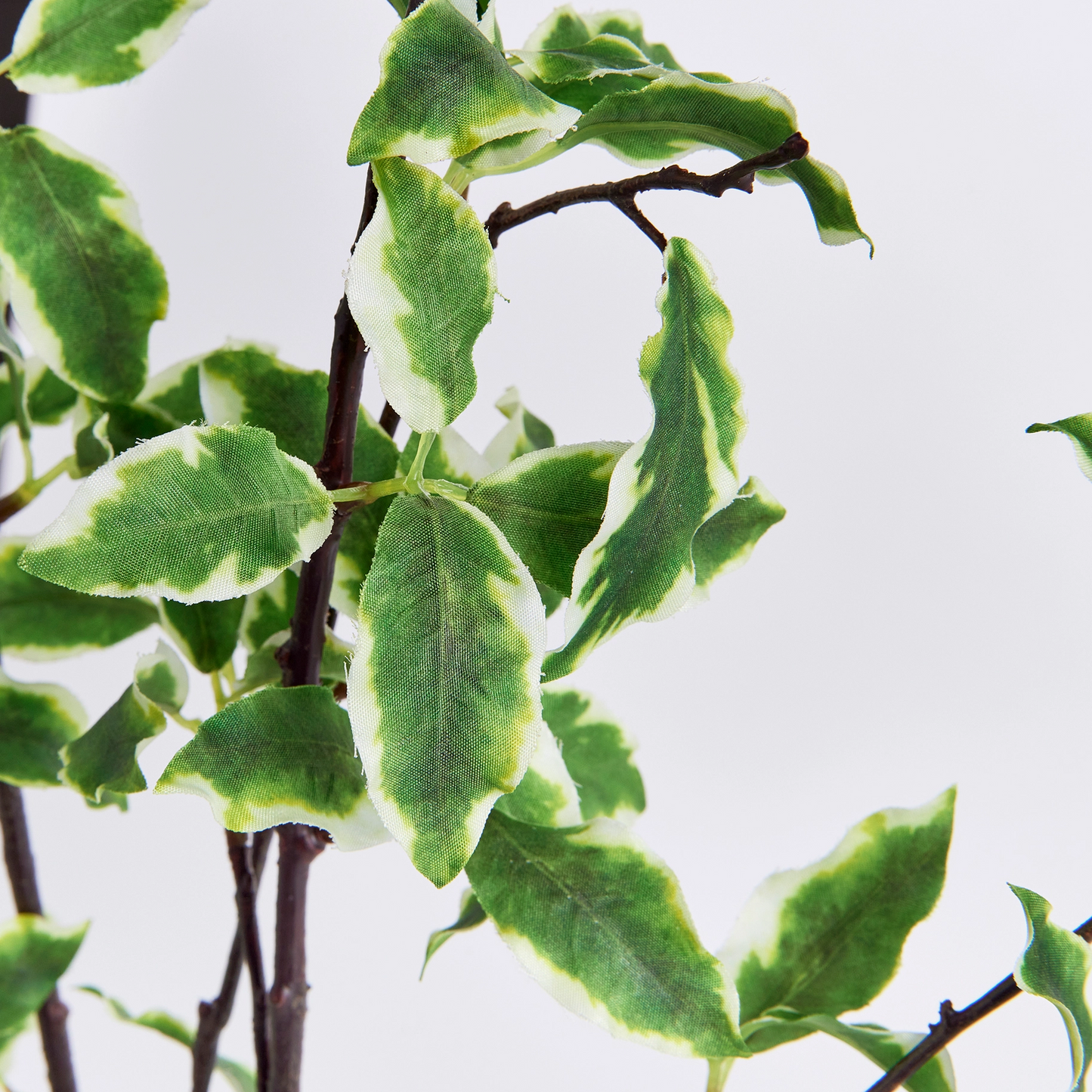 Variegated Leaf Branches