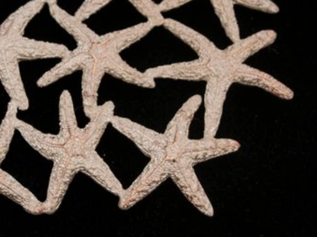 Starfish Trivet - Michael Michaud Table Art Collection