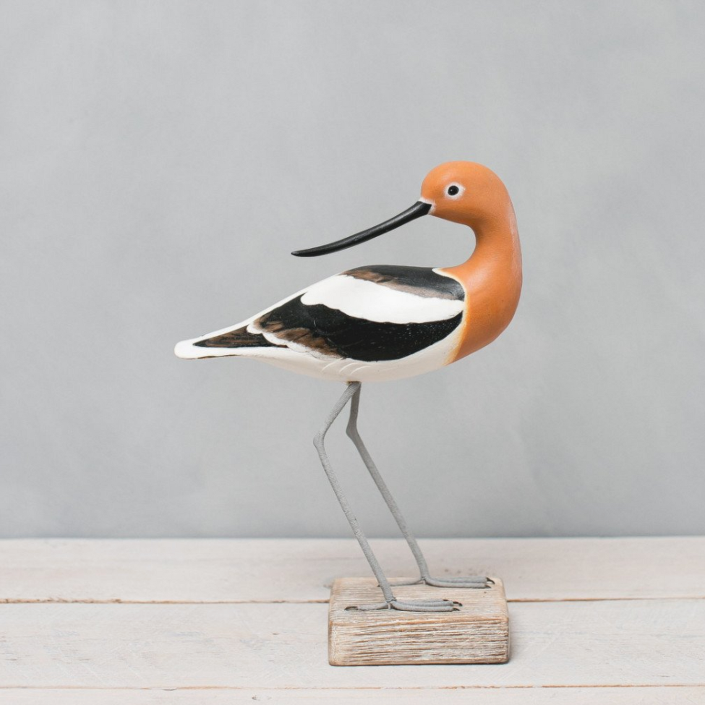 Avocet Shorebird