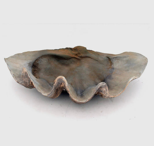 Fossilized Clam Bowl